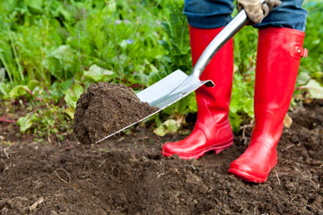 digging a vegetable garden