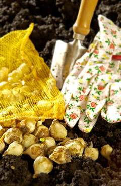 Get those bulbs planted now for blossoms and color come spring