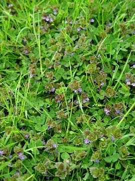 henbit and clover weeds in lawn