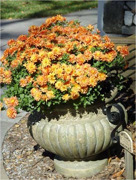 Garden mums are perennials in most of the U.S.
