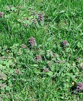 purple dead nettle in lawn