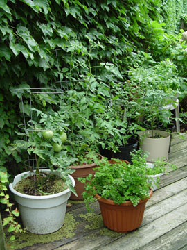 veggie garden in pots