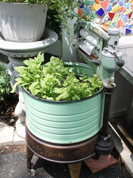 spinach in a washtub