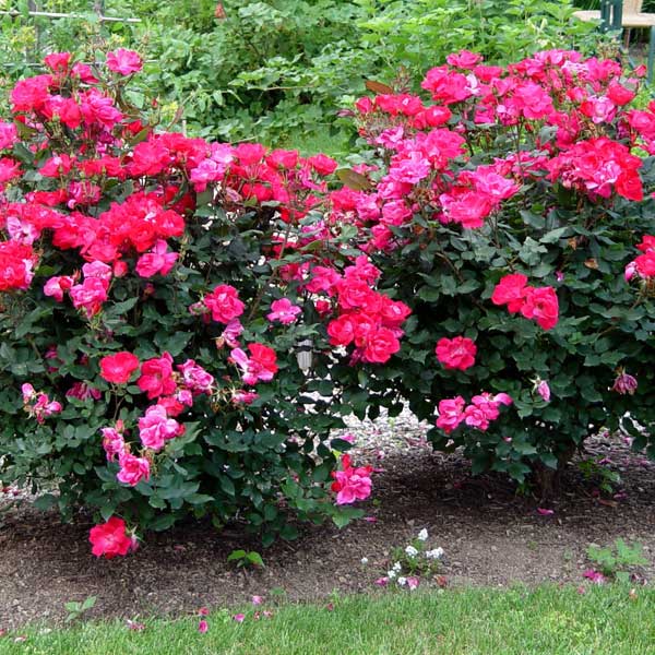 Tips for growing great roses • GreenView