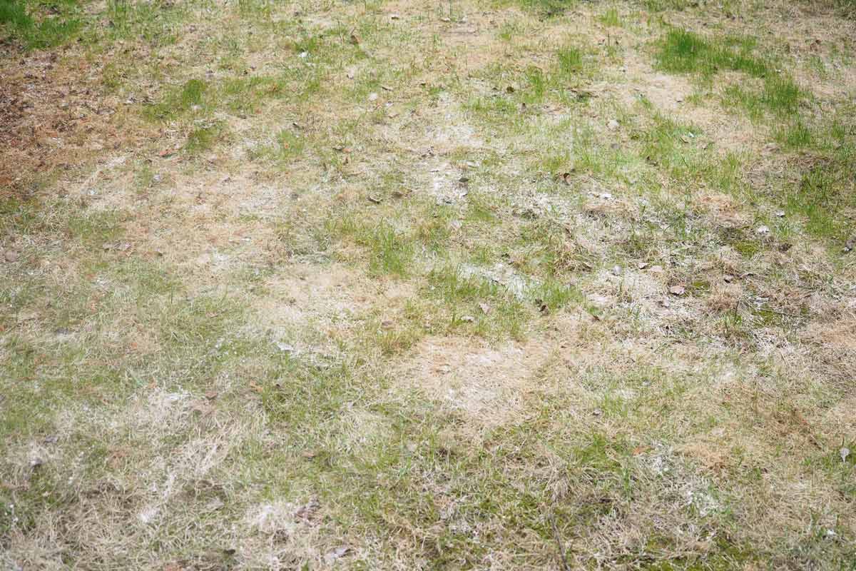 powdery mildew in lawn