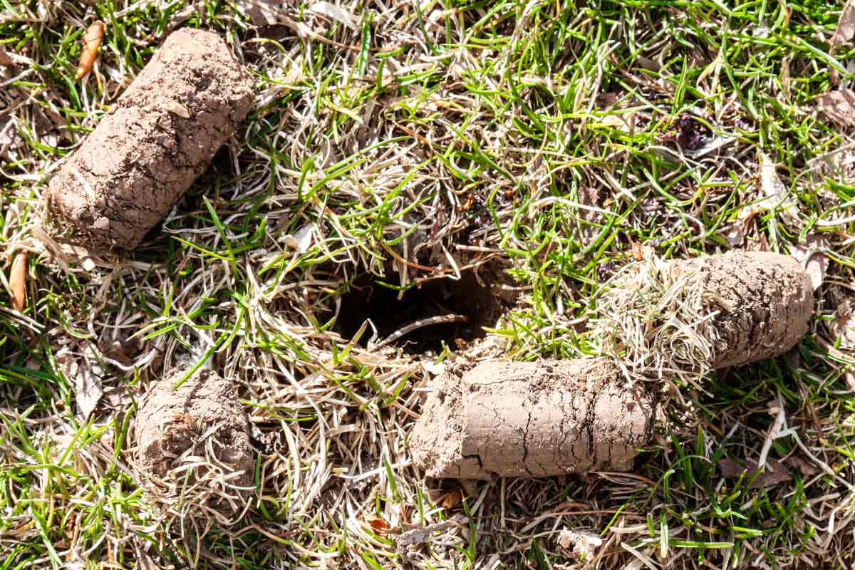 Soil plugs left after lawn aeration