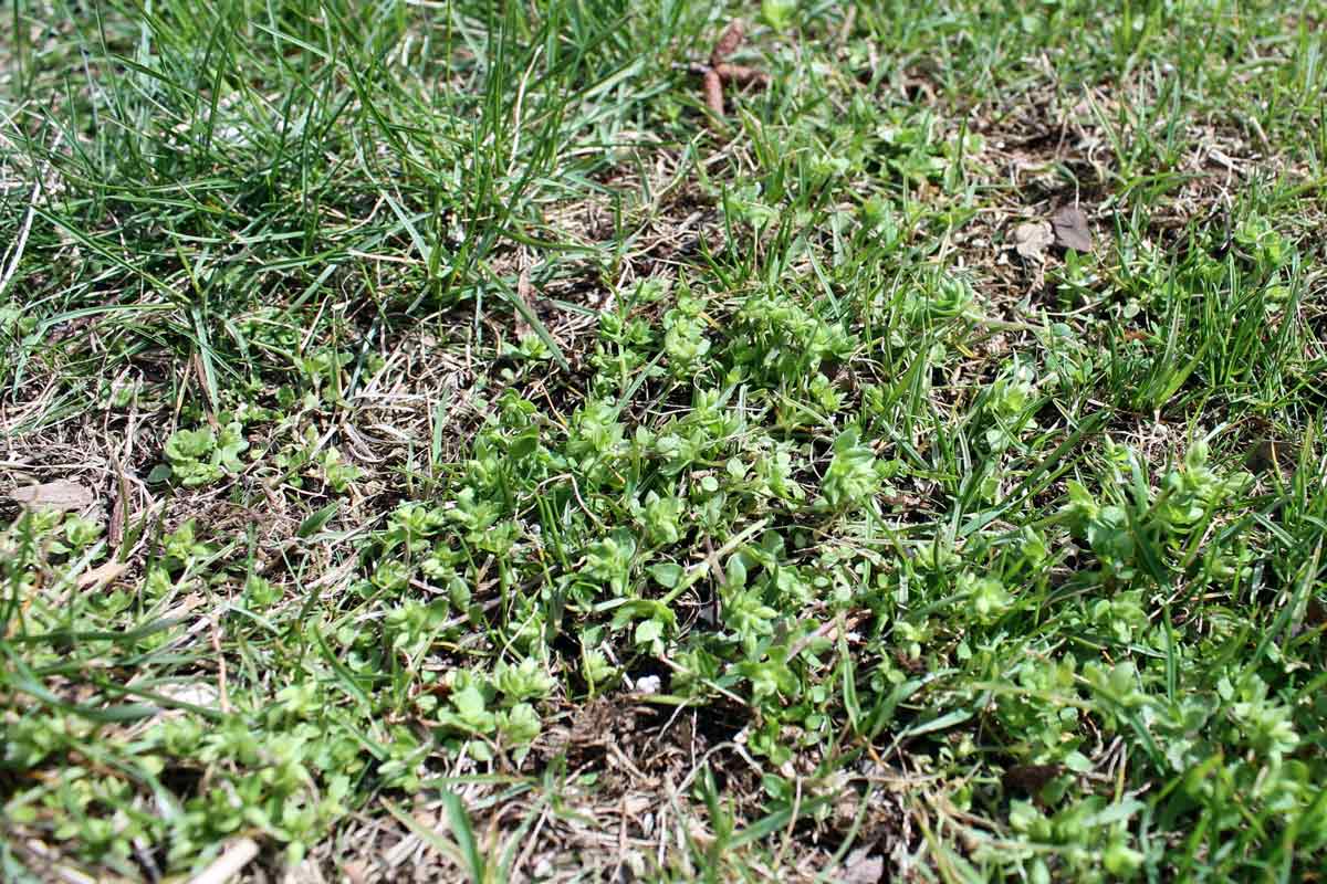How to Stop Those Lawn Weeds That Sprouted in Winter • GreenView