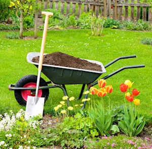Wheelbarrow with compost for flowerbed
