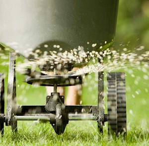 Spreading lime on a lawn
