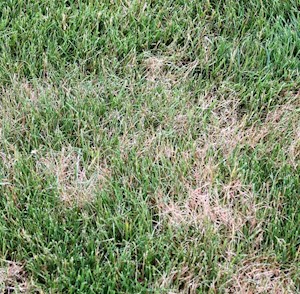 Patches in lawn caused by red thread disease