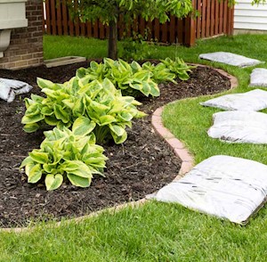 Mulched bed with hostas