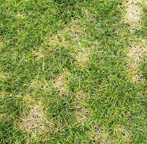 Brown patches in lawn from fungus or insect infestation.