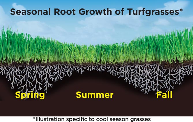 seasonal grass root growth