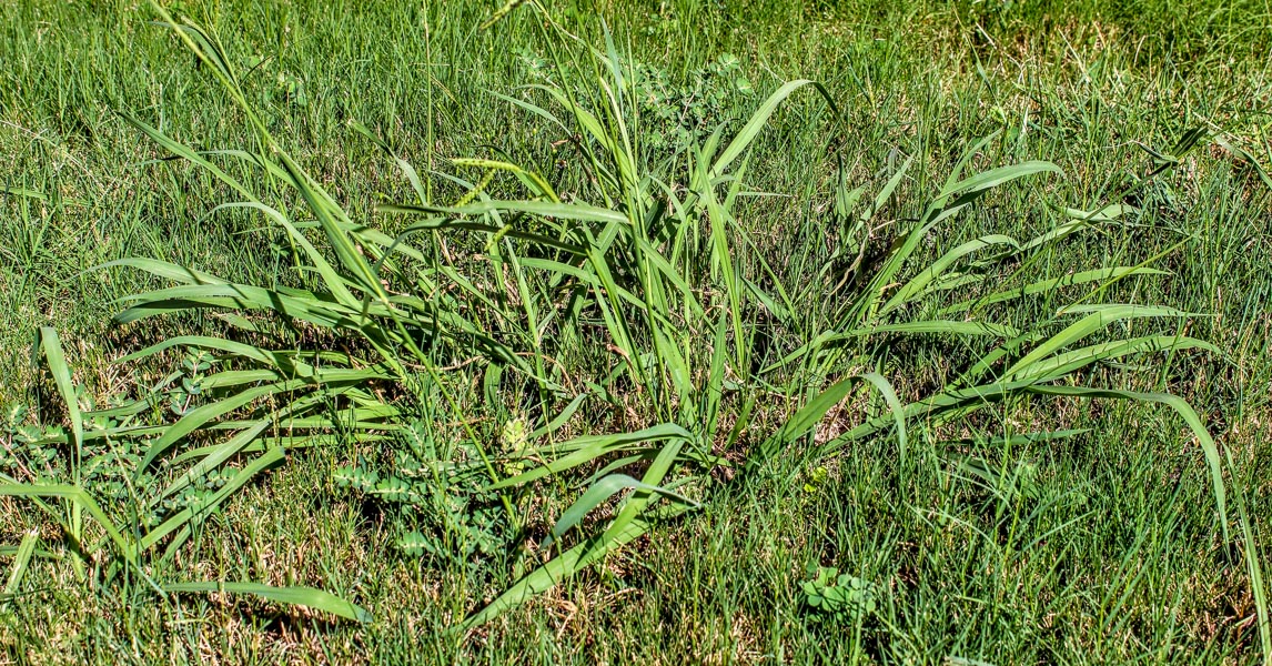 crabgrass on the lawn