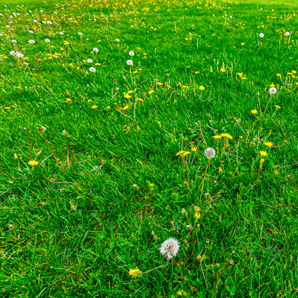 Green lawn with lots of dandelions