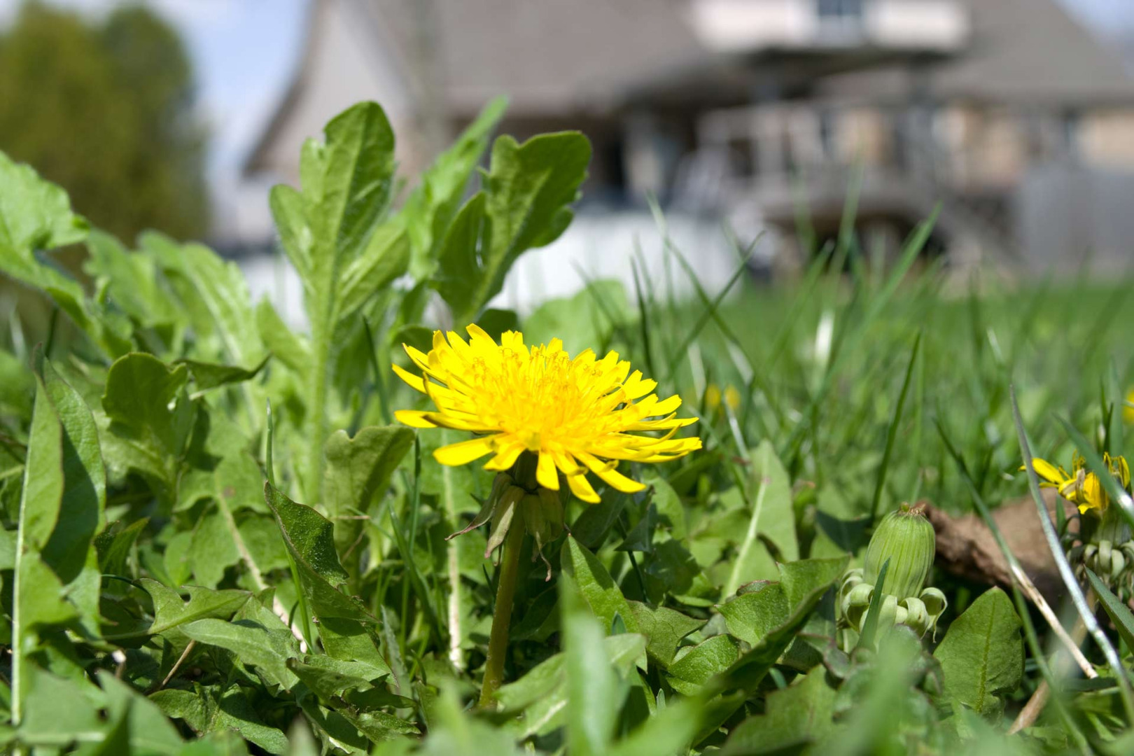 Dandelion in the lawn Dandelion in the lawn